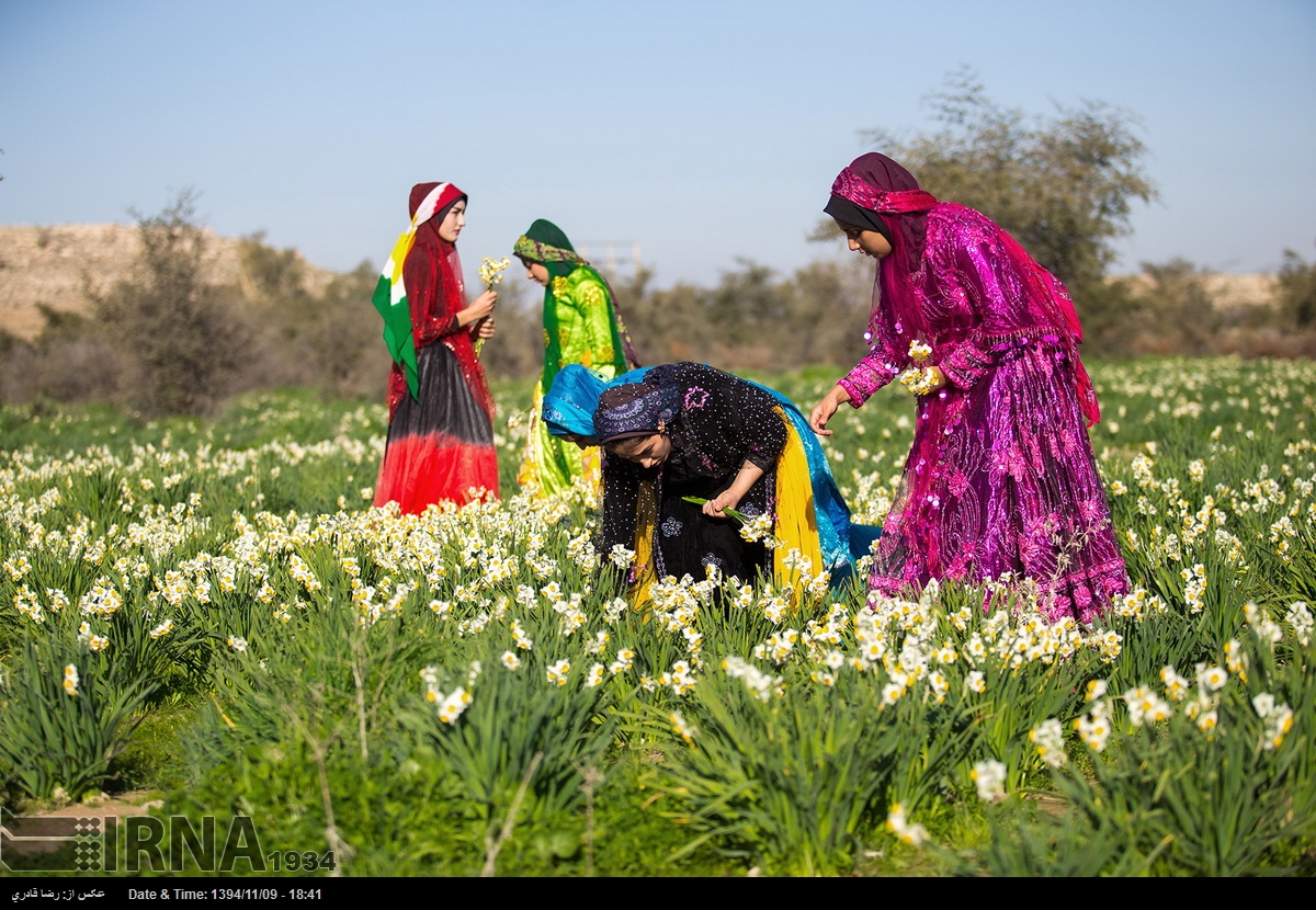 شیراز/جشن گل نرگس در روستای جره