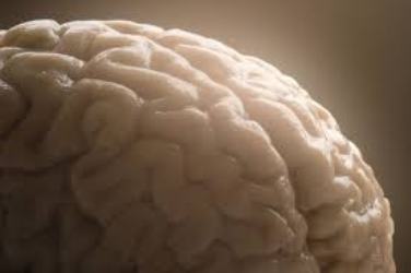 Iran sets up its first brain bank Iran sets up its first brain bank