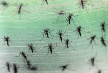 Zika virus disease non-existent in Iran Zika virus disease non-existent in Iran