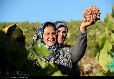 يك مسئول استاني: خراسان شمالي آمادگي صادرات سالانه 20هزار تن انگور به پاكستان را دارد