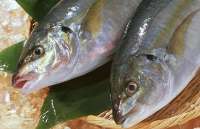 رئیس سازمان دامپزشكی: ایران رتبه نخست جهان را در تولید ماهیان سردابی دارد