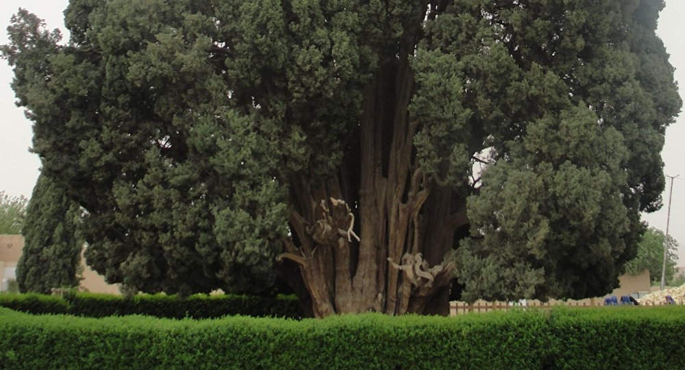 World’s second oldest tree lives in Iran World’s second oldest tree lives in Iran