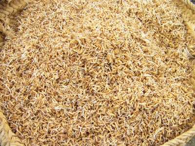 شش هزار تن بذرارقام پر محصول برنج بين شاليكاران مازندران توزيع شد