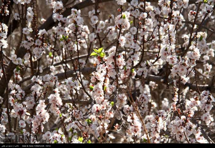 رویش شکوفه های درختان در یزد نوید آمدن بهار را می دهد‎