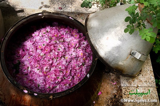 برگزاري جشنواره گلاب گيري و عرقيات گياهي در باغ گياهشناسي ملي ايران