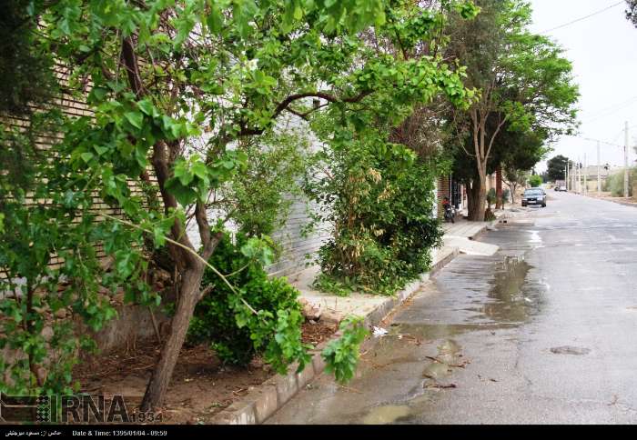 نخستین بارش باران بهاری در یزد