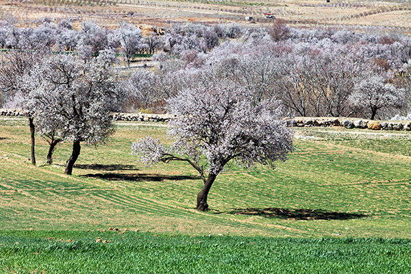 گردشگري نوروزي در سرزمين شكوفه هاي ايران