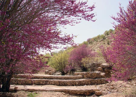 دره ارغوان، دريچه اي به بهشت رنگ ها