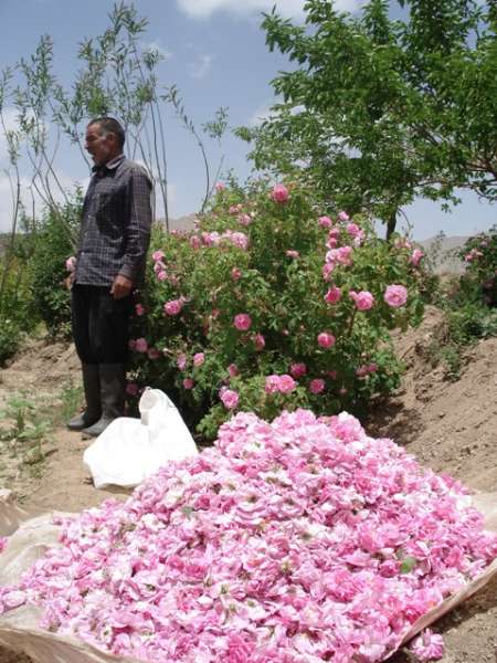 آغاز برداشت گل سرخ محمدي در مهريز