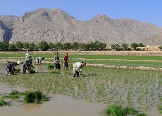 كشت برنج در استان فارس با آب چاه ممنوع اعلام شد
