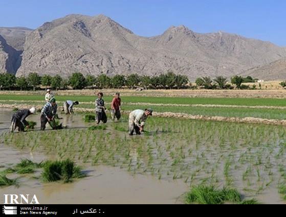 كشت برنج در فارس با آب چاه ممنوع شد