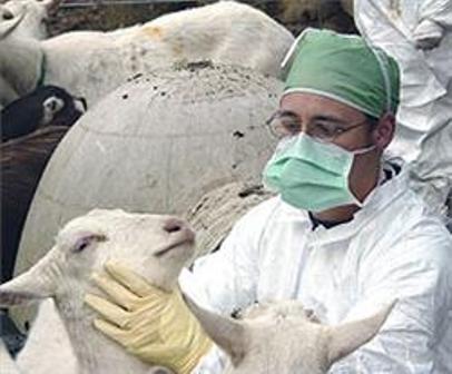 تركيبات ژنتيكي جديد گوسفند در كرمان ايجاد مي شود