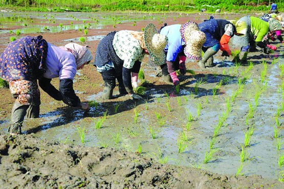 آغاز نشاء برنج در مازندران