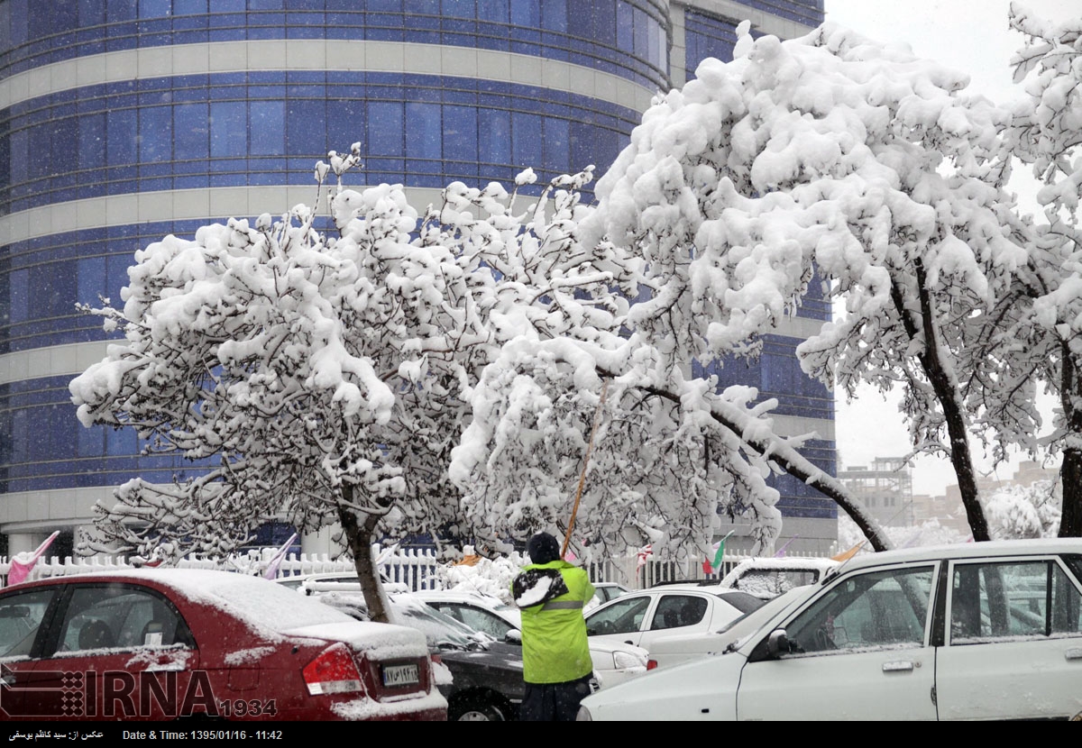 شکسته شدن درختان در تبریز براثر بارش سنگین برف