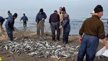 313 هزار بچه ماهي در منابع آبي آذربايجان غربي رهاسازي شد