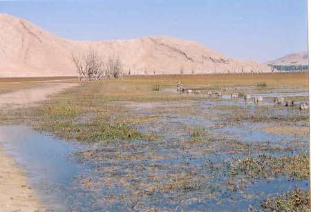 كوچ پرندگان مهاجر به تالاب هاي شهرستان چالدران آغاز شد