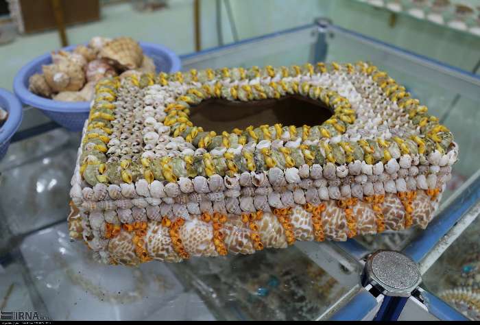  عکس صدف های چابهار