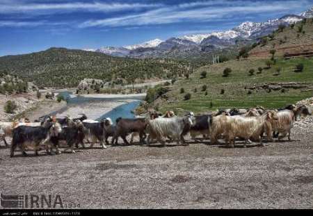 كوچ بهاره عشاير سيستان آغاز شد