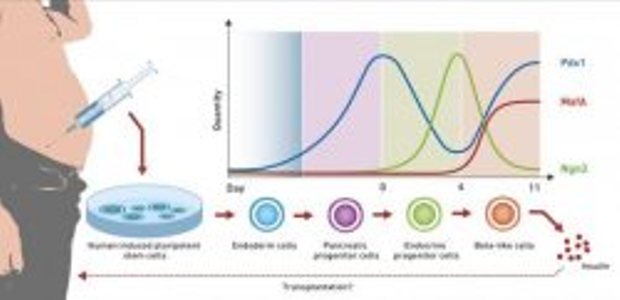 تبديل چربي پهلو به سلول هاي بتا براي درمان ديابت