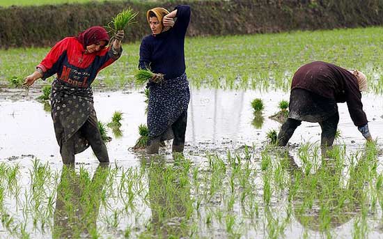 نخستين نشاي برنج در آستارا به روش سنتي آغاز شد