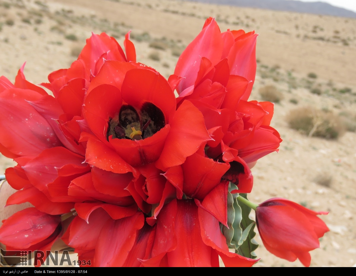 تصاویری از رویش گل لاله در مناطق دشتی شهرستان درمیان - ایرنا
