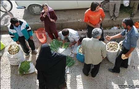 مصرف بی رویه گیاهان خوراكی مخرب طبیعت و سلامت مردم گچساران