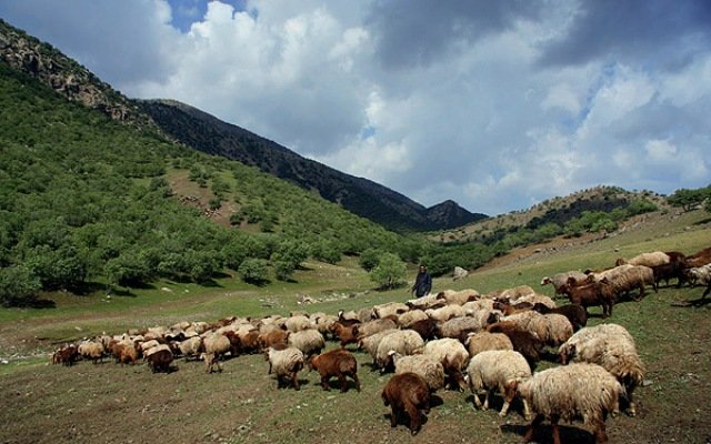 منابع طبیعی مازندران نسبت به ورود زودهنگام و مازاد بر پروانه دام به مراتع هشدار داد