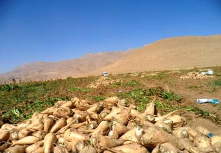 كشت چغندر قند در شهرستان شوط آغاز شد