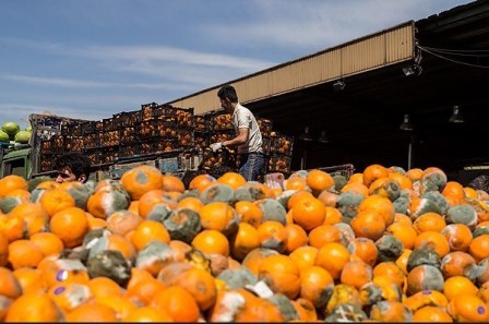 امحای پرتقال فاسد مربوط به اتحادیه باغداران مازندران است/ضایعات پرتقال كمتر از 10 درصد