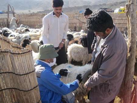 تب برفكی از مهار بیماری تا كمبود واكسن