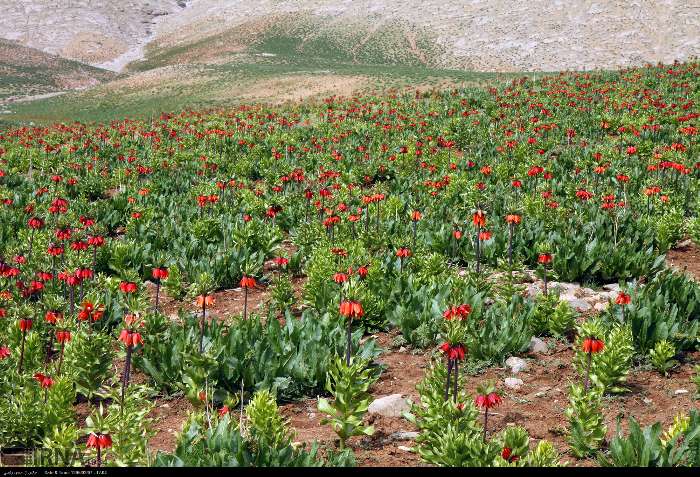 قرق، ناجی دشت لالههای کوهرنگ