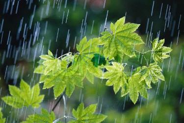 بارش باران بهاري در روزهاي پاياني هفته/كاهش دماي روزانه