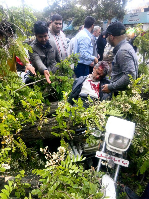 19 حادثه سقوط درخت و تابلوي تبليغاتي در پي وزش باد