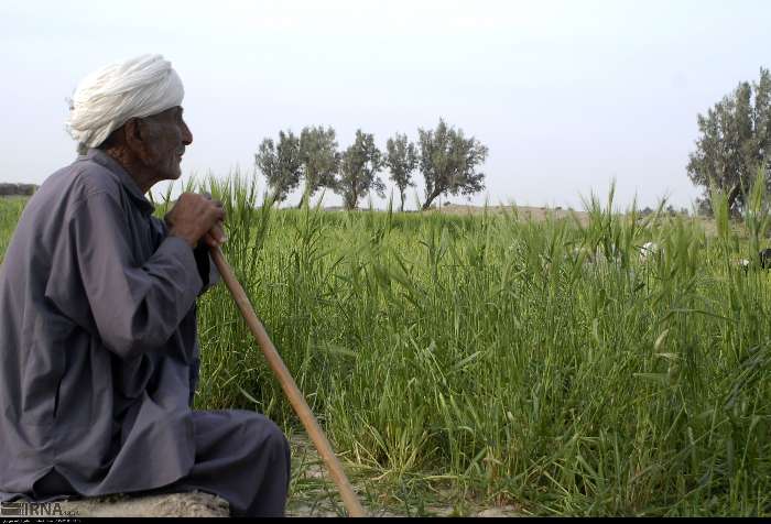 برداشت محصولات پاییزی در خوزستان به علت بالا بودن رطوبت زمین به تاخیر افتاد
