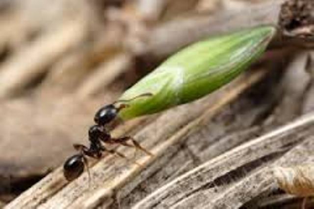 شناسایی مورچه  كشاورز در  گرمی مغان