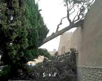 توفان درخت سرو باغ فین كاشان را از جا درآورد