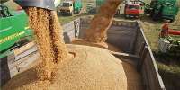 ركورد توليد گندم در هكتار در فارس به نام خنج ثبت شد