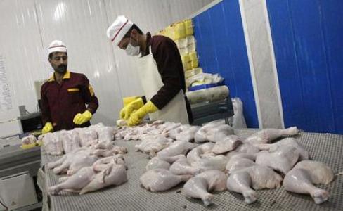 عضو اتاق تهران: ساماندهی بازار مرغ نیازمند صادرات است
