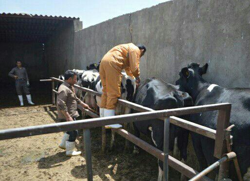 دامپزشكی میاندوآب برای مقابله با تب برفكی وارد عمل شد