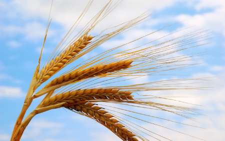 74 هزارتن گندم از كشاورزان انديمشك خريداري شد