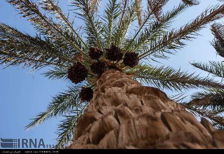 آفت زنجره خرما در بم تحت كنترل است