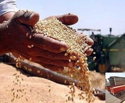 خرید 12 هزار تن گندم مازاد بر نیاز كشاورزان شهرستان خنج