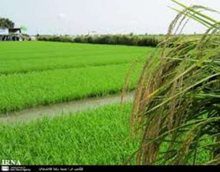 كاشت برنج در800 هكتاز از  مزارع پارس آباد مغان