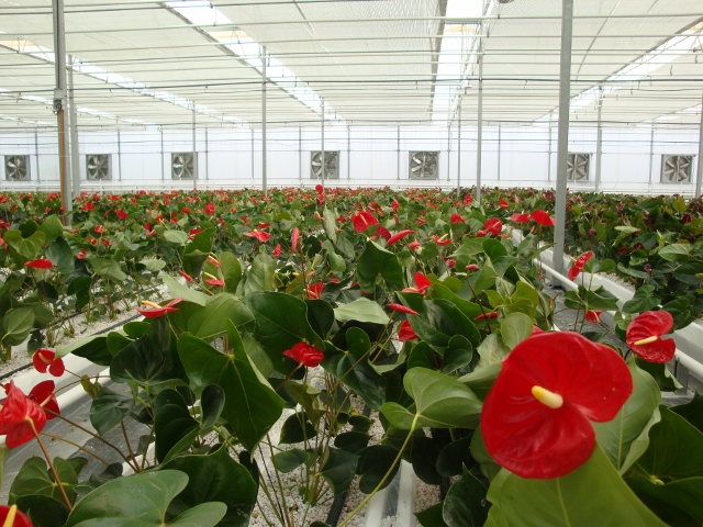 110 هكتار گلخانه مدرن در كرمانشاه ایجاد می شود