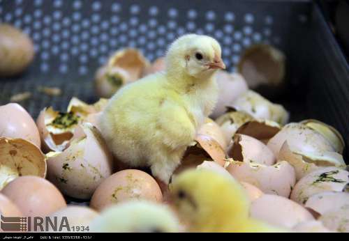 صادرات حدود پنج میلیون قطعه جوجه یکروزه و تخم مرغ نطفه دار از مازندران  