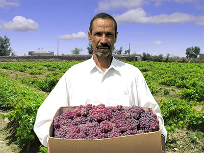 30 هزار تن انگور ياقوتي در سيستان و بلوچستان برداشت مي شود
