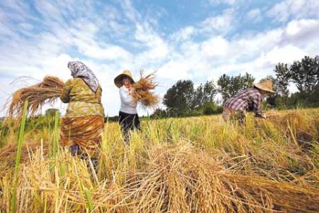 افزایش تولید برنج در راس برنامه های وزارت جهادكشاورزی قرار دارد