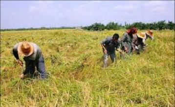 ایران آماده ارایه تجربه خود در تولید برنج به كشورهای منطقه  است