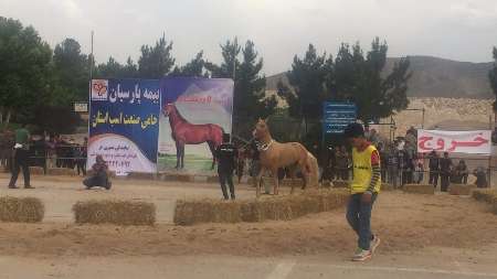 دومین جشنواره ملی زیبایی اسب اصیل تركمن در خراسان شمالی برگزار شد