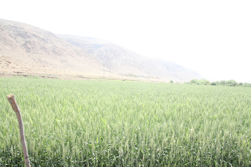 30 درصد از مزارع استان كرمانشاه از بذرهاي اصلاح شده استفاده مي كنند